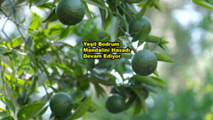 Yeşil Bodrum Mandalini Hasadı Devam Ediyor…2026